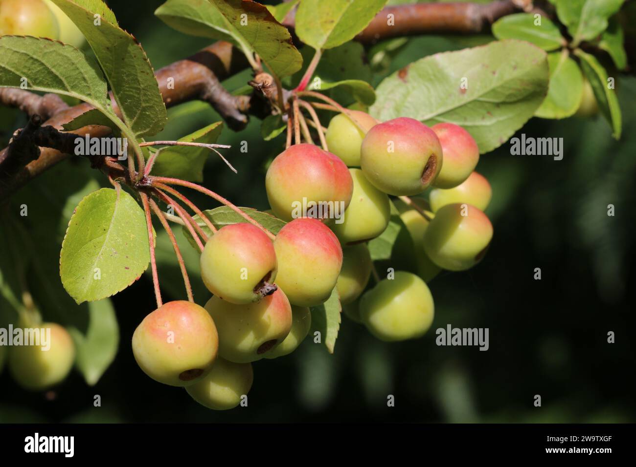 Mele di granchio stagionate, sentinella rossa di varietà Malus x robusta, appese su un albero con uno sfondo di foglie sfocate. Foto Stock