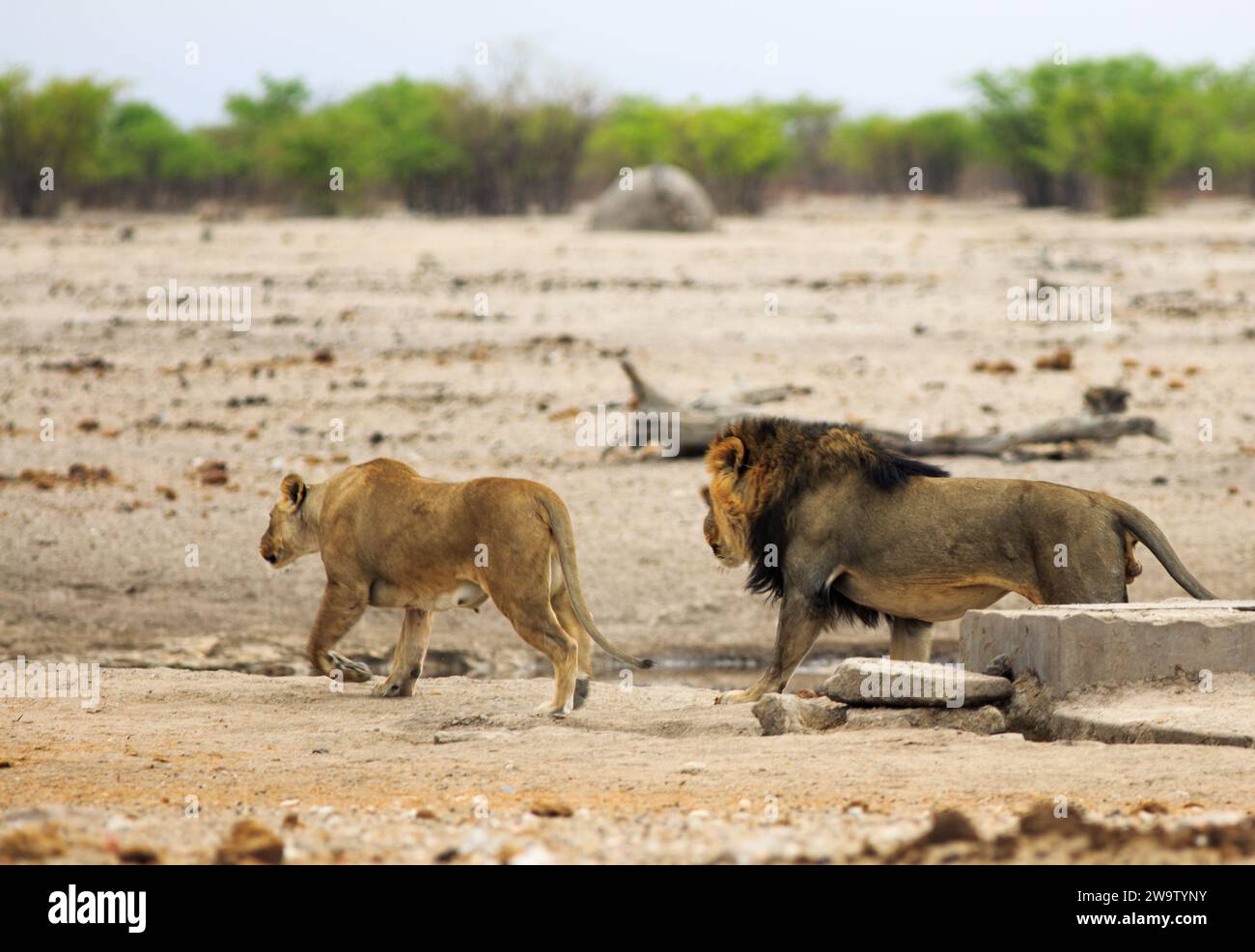 Un paio di leoni che se ne vanno dopo essere stati disturbati - sembrano essere una coppia di accoppiamento. Foto Stock