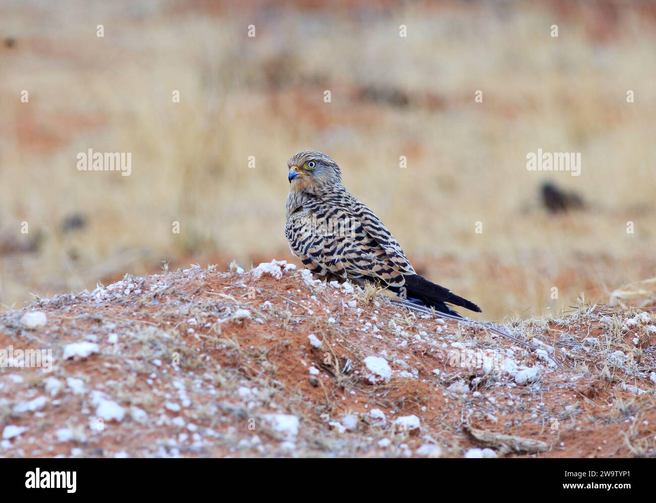 Greter Kestrel arroccato su una roccia nel Parco Nazionale di Etosha Foto Stock