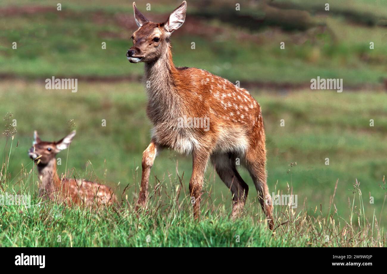 Vitelli Cervus elaphus nel Parco nazionale di Cairngorm in Scozia Foto Stock