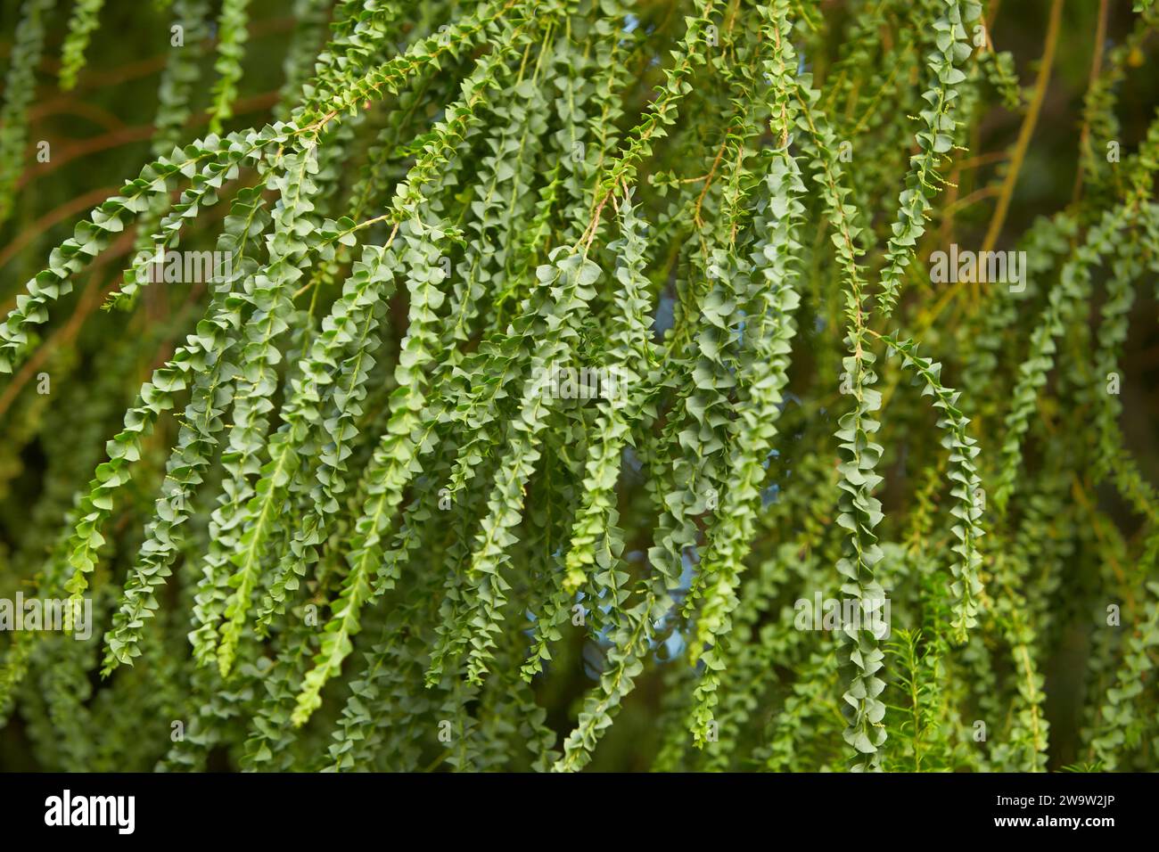 Ramo verde dell'Acacia pravissima nel giardino. Estate e primavera Foto Stock