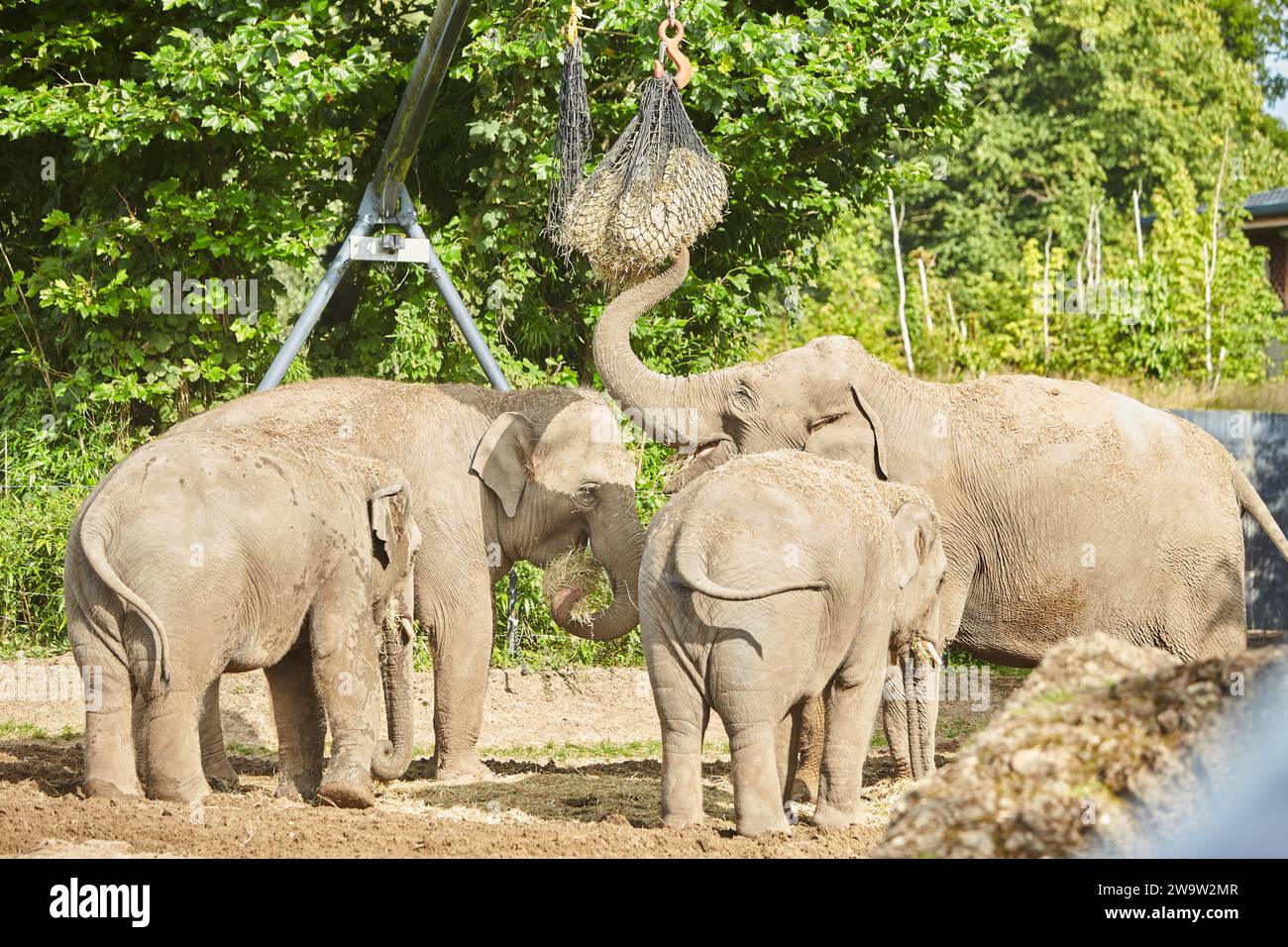 Gruppo di elefanti in uno zoo. Famiglia Foto Stock