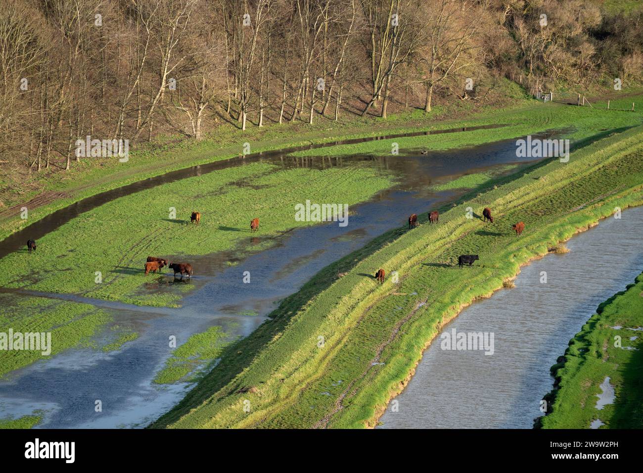 Mucche nella pianura alluvionale del fiume Cuckmere nel Sussex Foto Stock
