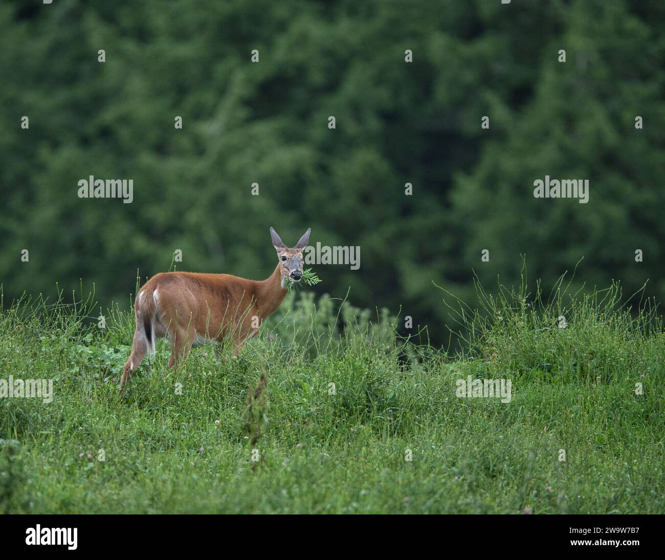 Cervo dalla coda bianca in un campo Foto Stock