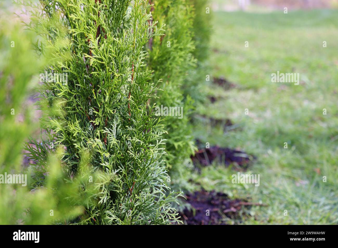 Siepe verde Smaragd thuja, alberi sempreverdi piantati in abresto creano una fitta parete naturale. Concetto di progettazione paesaggistica . Foto Stock