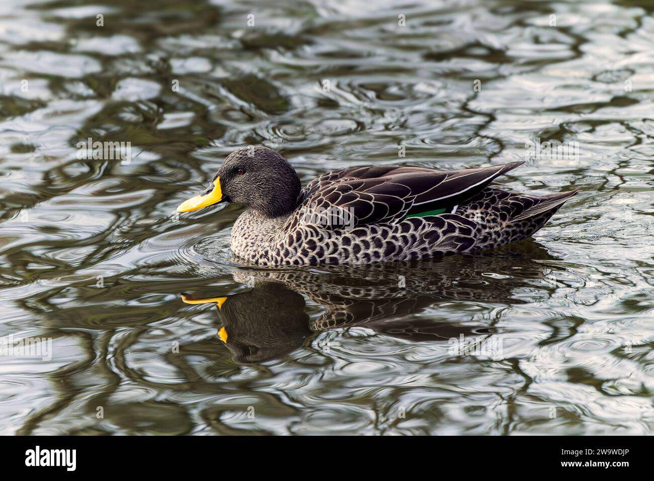 Anatra a becco giallo (Anas undulata) che nuota su un lago, che è un uccello non migratorio trovato nell'Africa meridionale e orientale, immagine fotografica di stock Foto Stock