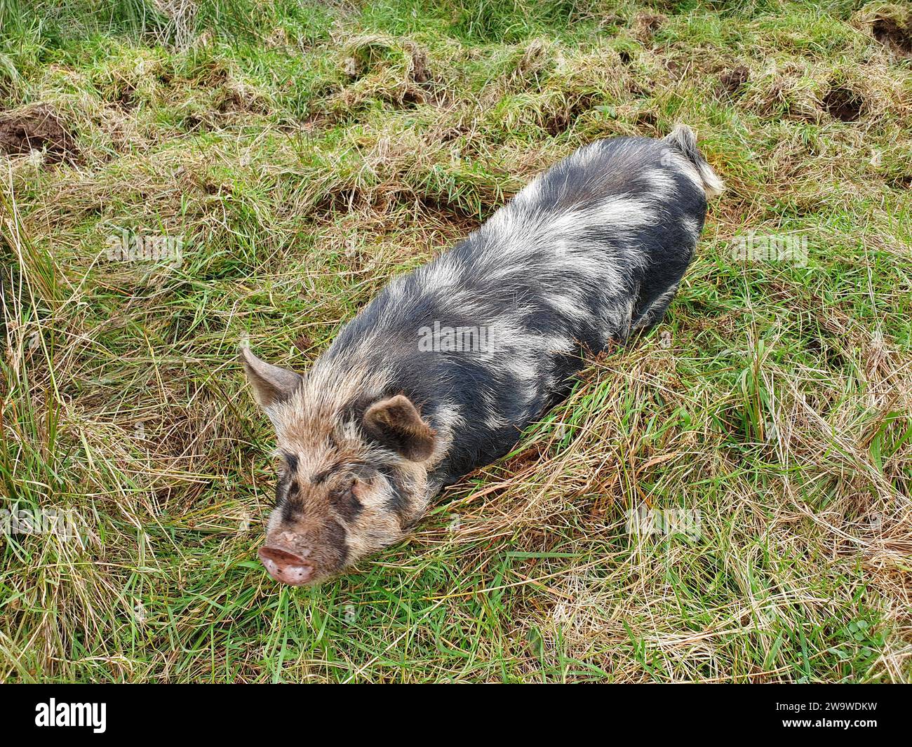 Kunekune maiale una piccola razza di bestiame domestico dalla nuova Zelanda che a volte viene tenuta come un animale domestico, foto di scorta Foto Stock