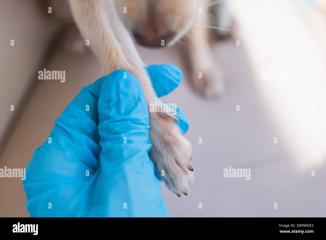 Specialista veterinario che tiene un piccolo cane bianco, processo di taglio delle unghie di un cane di piccola razza con uno strumento tagliapunghie, vista ravvicinata del cane" Foto Stock