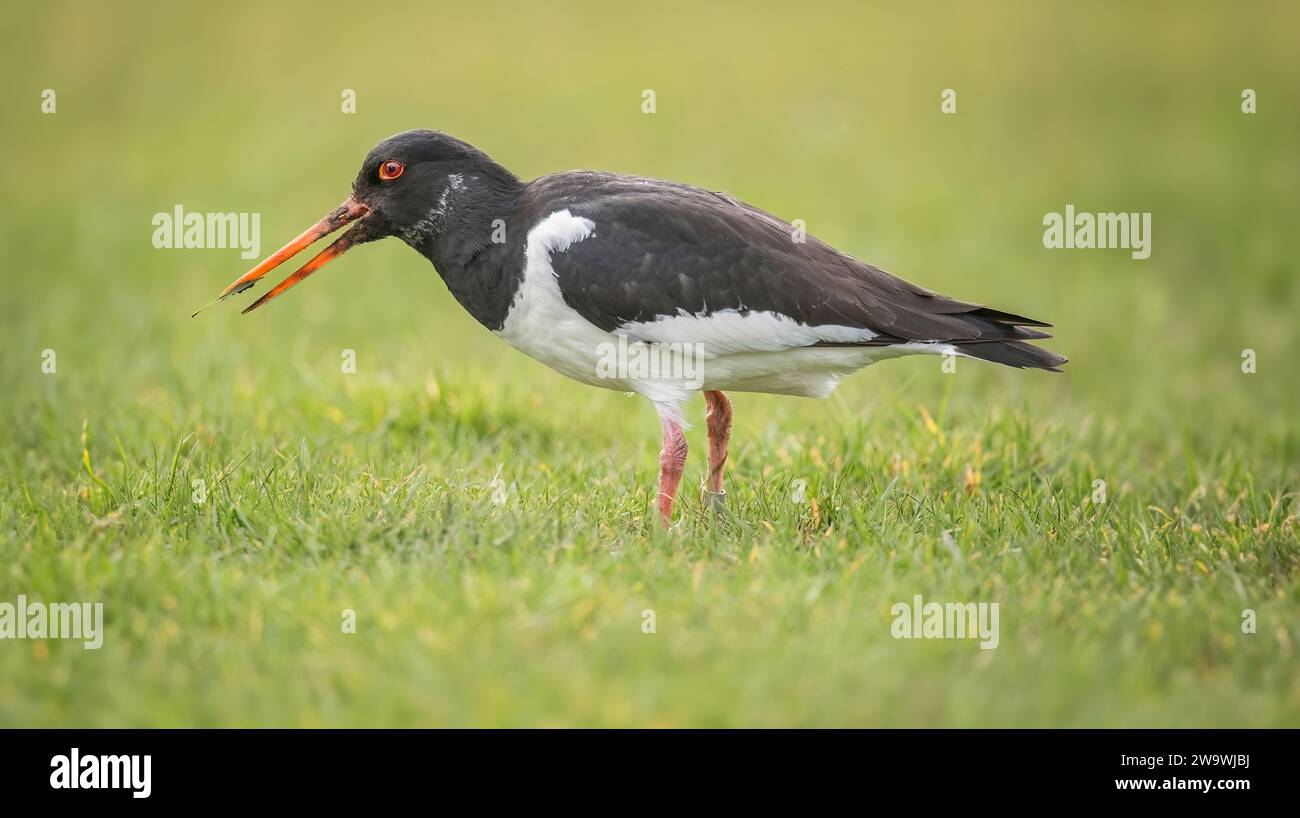 , Oystercatcher Haematopus ostralegus, sull'erba con un becco aperto, chiudere fino Foto Stock