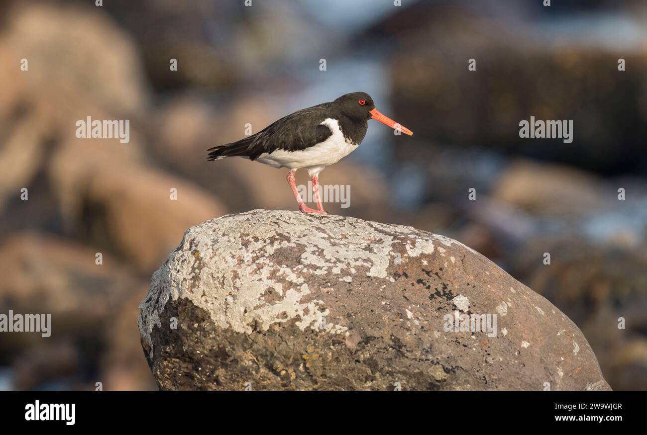 Oystercatcher in piedi una roccia sulla spiaggia, vicino fino Foto Stock