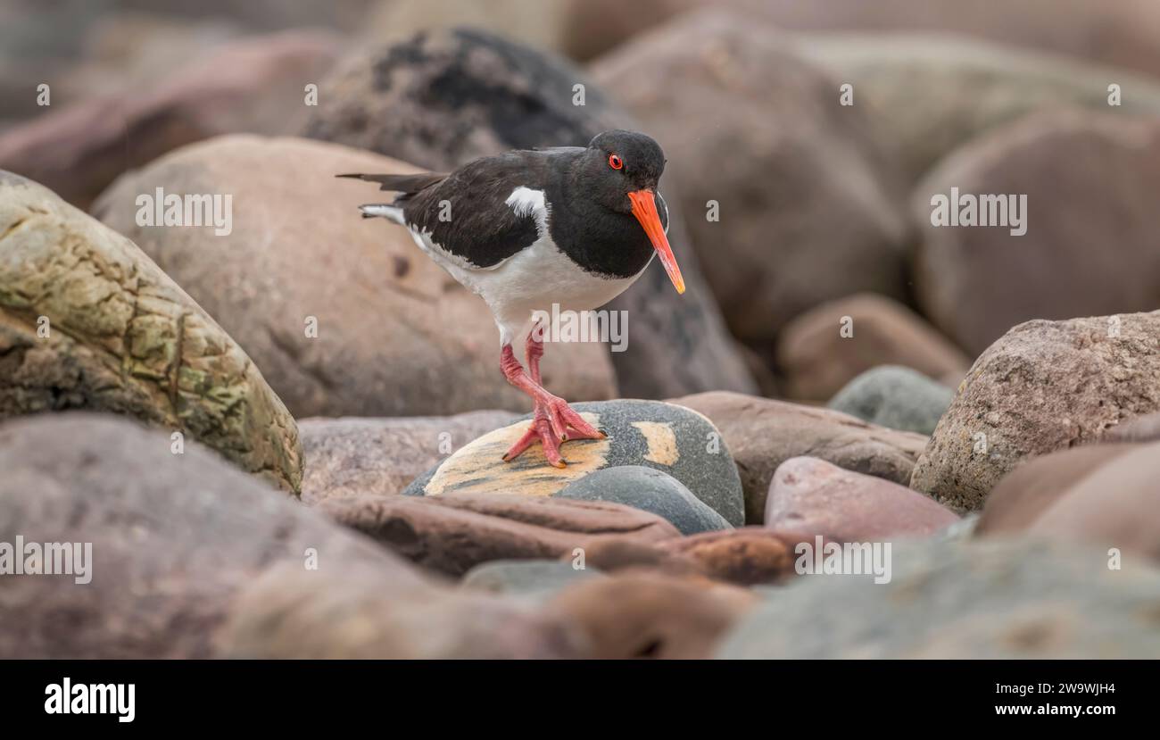 Oystercatcher in piedi una roccia sulla spiaggia, vicino fino Foto Stock