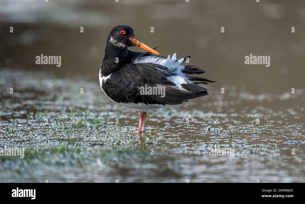 Oystercatcher, preening stesso in acqua, close up Foto Stock