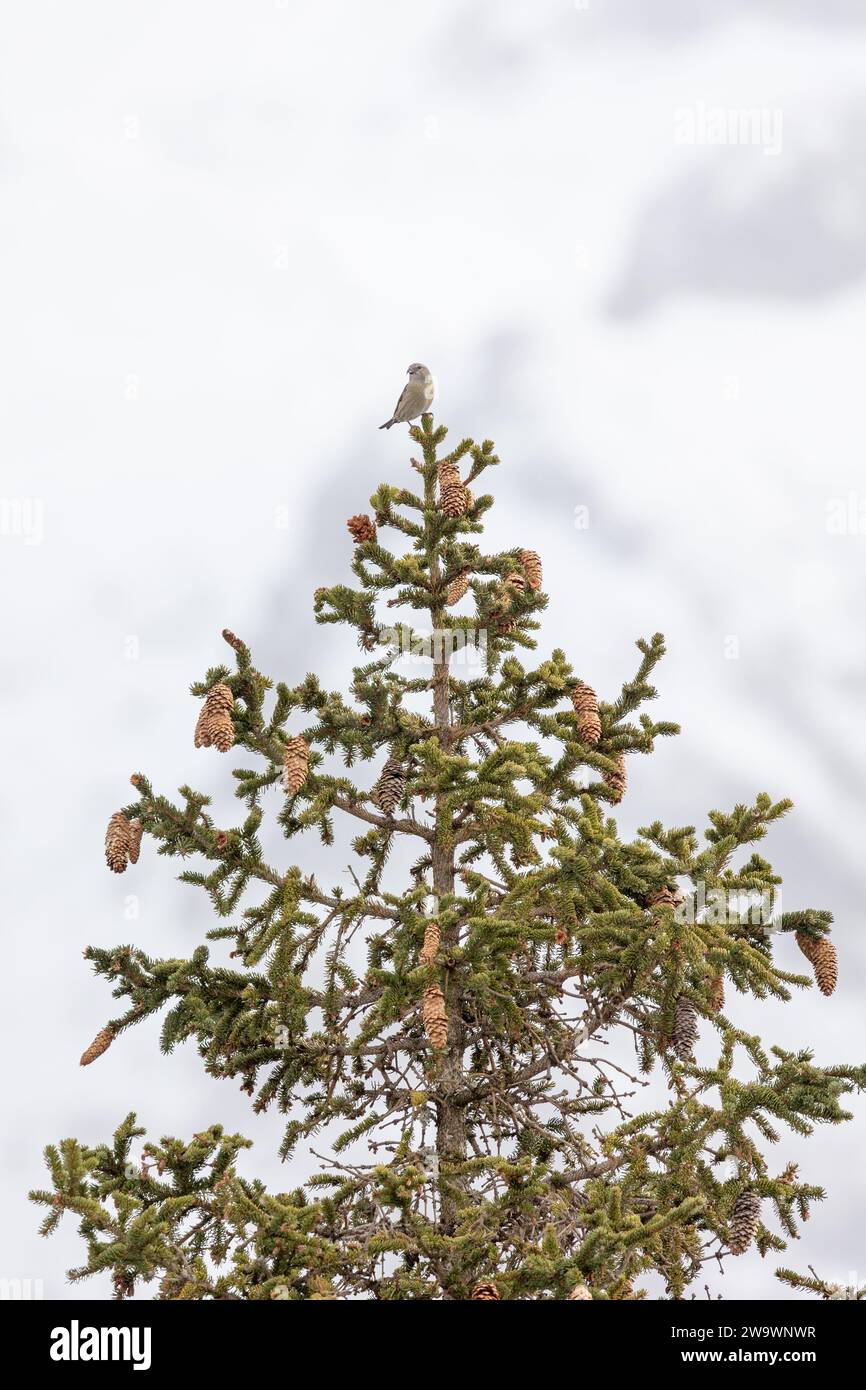 Balestra comune (loxia curvirostra) arroccata in cima ad un albero di conifere nella regione dolomitica italiana. Montagne innevate sullo sfondo Foto Stock