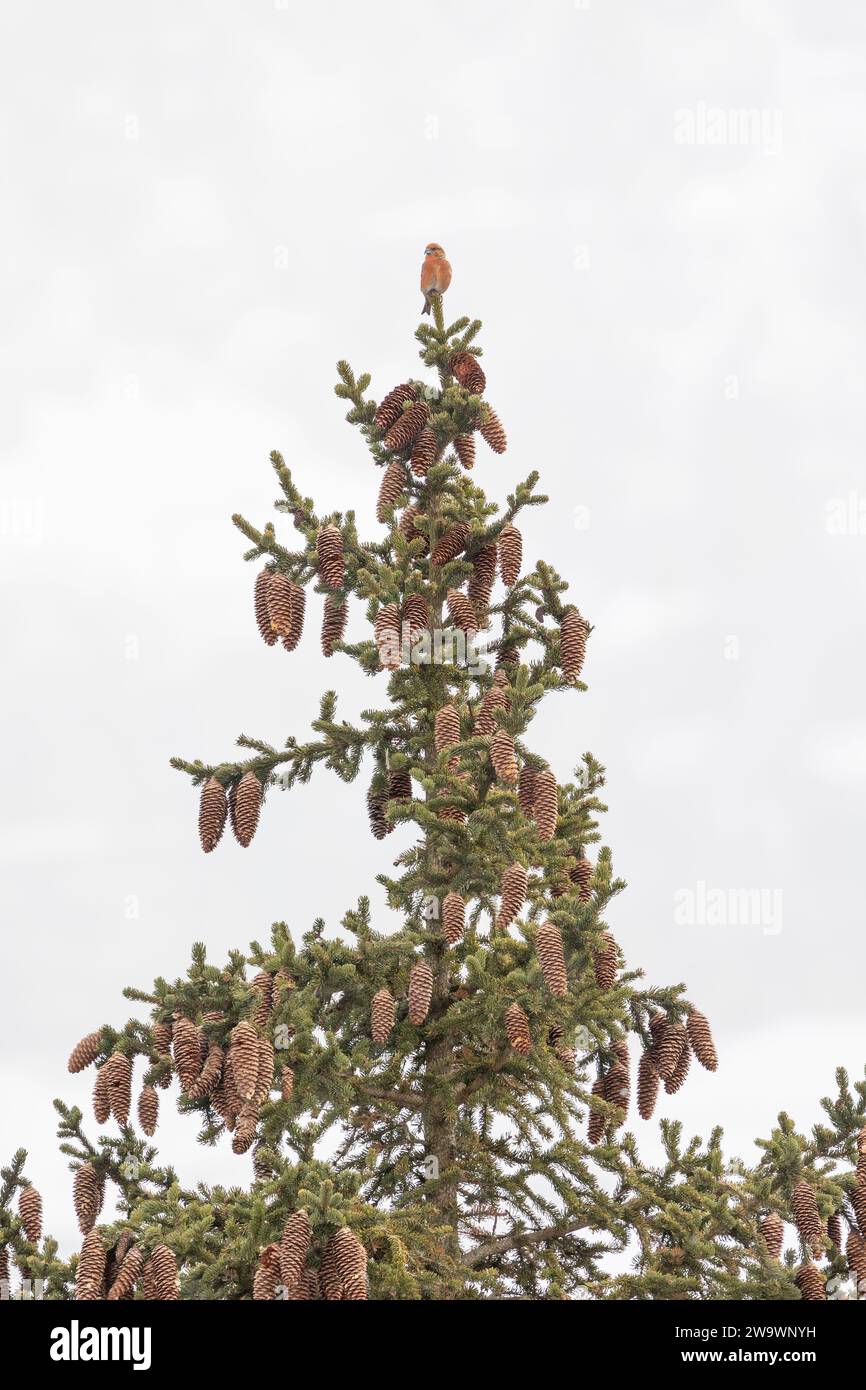 Croce rossa o comune maschile (loxia curvirostra) arroccata in cima ad un albero di conifere nella regione dolomitica dell'Italia. Montagne innevate. Foto Stock