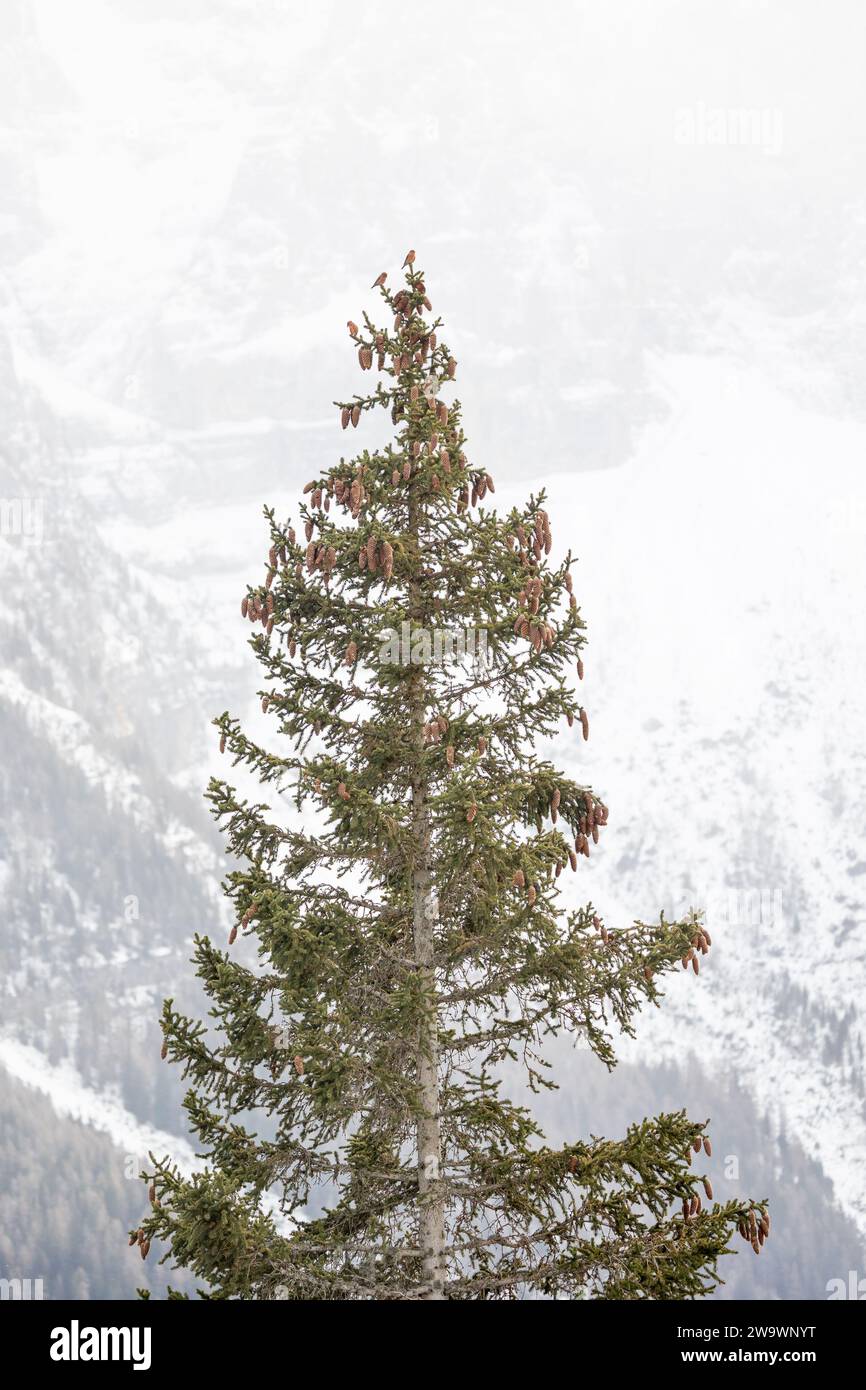 Shot di habitat di tre balestre rosse (comuni) maschili (loxia curvirostra) appollaiate in cima a una conifera nelle montagne dolomitiche, Italia Foto Stock