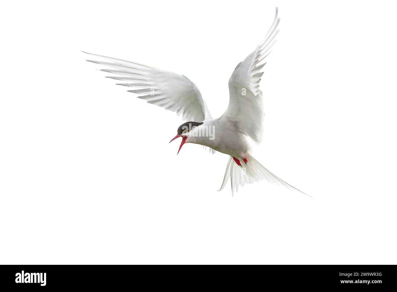 Ritagliata la fotografia della terna artica, Sterna paradisaea, farne Islands, Northumberland, Regno Unito Foto Stock