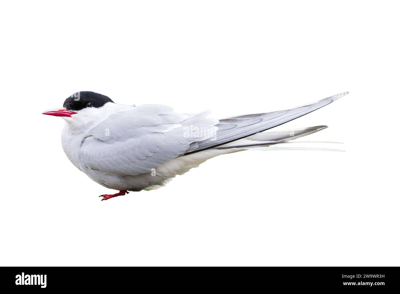 Ritagliata la fotografia della terna artica, Sterna paradisaea, farne Islands, Northumberland, Regno Unito Foto Stock