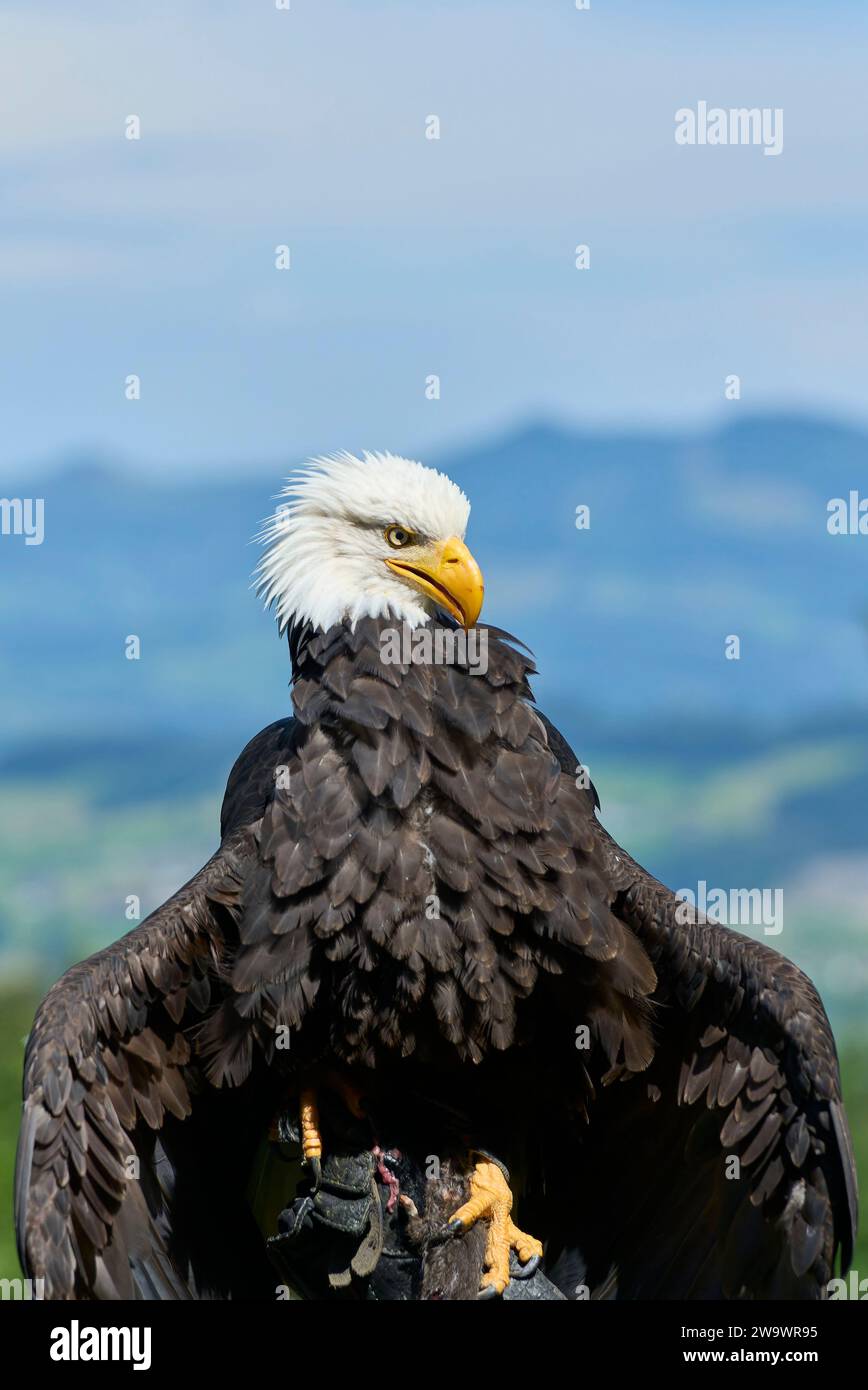 Aquila calva sulla mano di Falconer. Sfondo non nitido con trazione. Sette, Svizzera Foto Stock