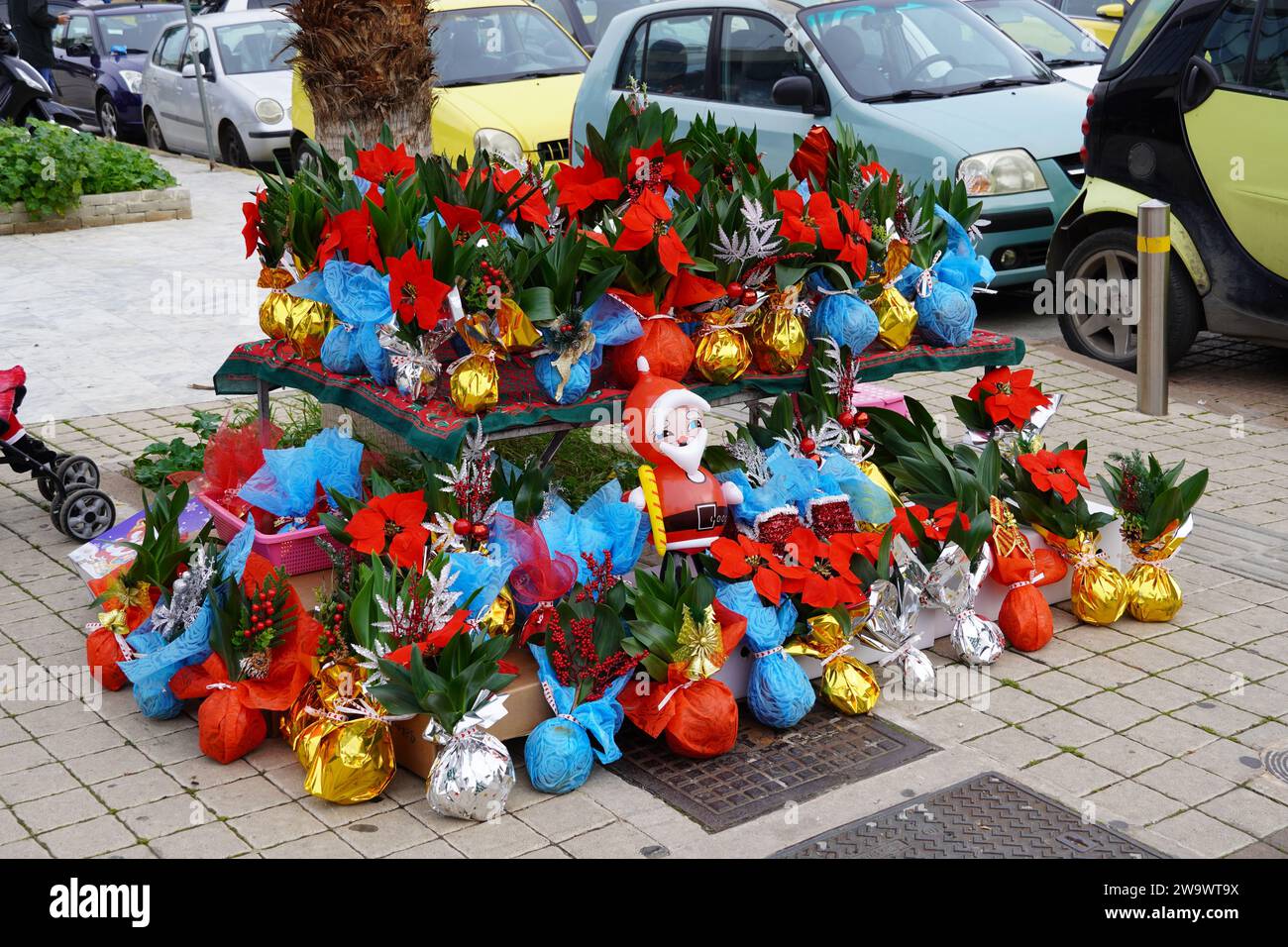 Squill decorato o piante di Drimia, vendute per buona fortuna per il nuovo anno Foto Stock