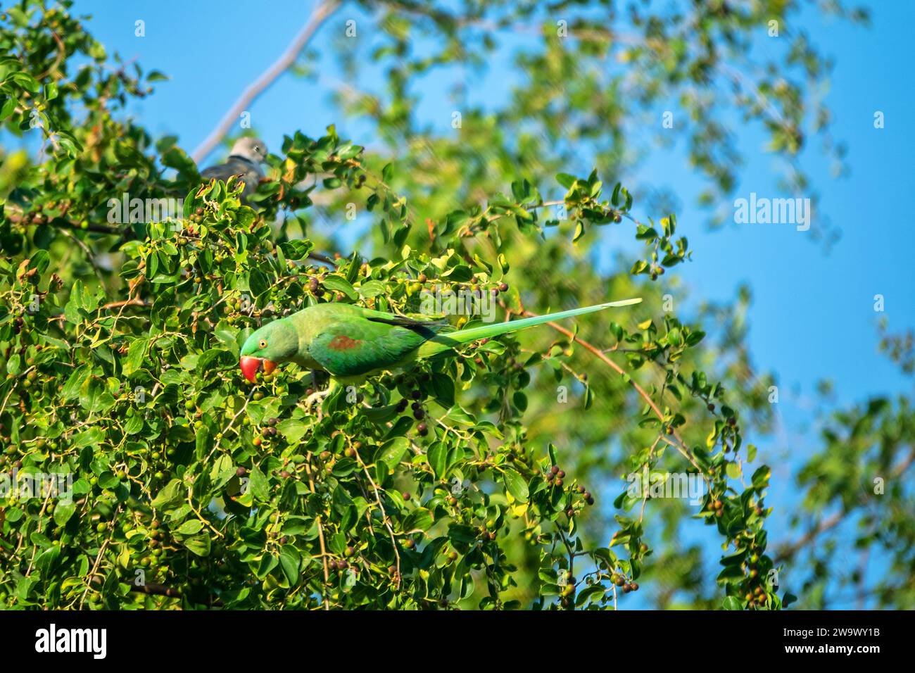 Il Parrakeet con colletto di smeraldo (Psittacula calthorpae, maschio) si nutre di frutta come il mirtillo (Amelanchier), il piumaggio invernale degli uccelli. Ora e' un bi sinantropico Foto Stock