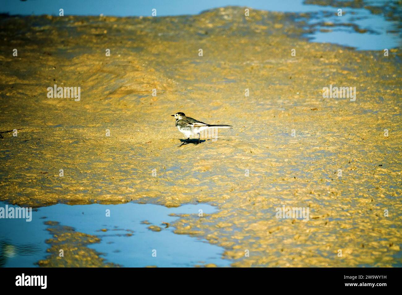 La coda bianca si nutre di mosche su un tappeto di alghe filamentose verdi. Eutrofizzazione di un serbatoio. All'inizio dell'inquinamento biologico, c'è Foto Stock