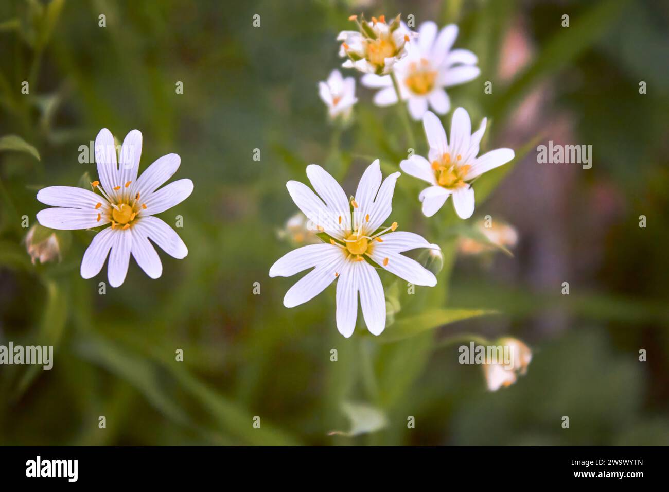 Stellaria holostea. Delicati fiori forestali di polli, Stellaria holostea o echte Sternmiere. sfondo floreale. fiori bianchi su una natura Foto Stock