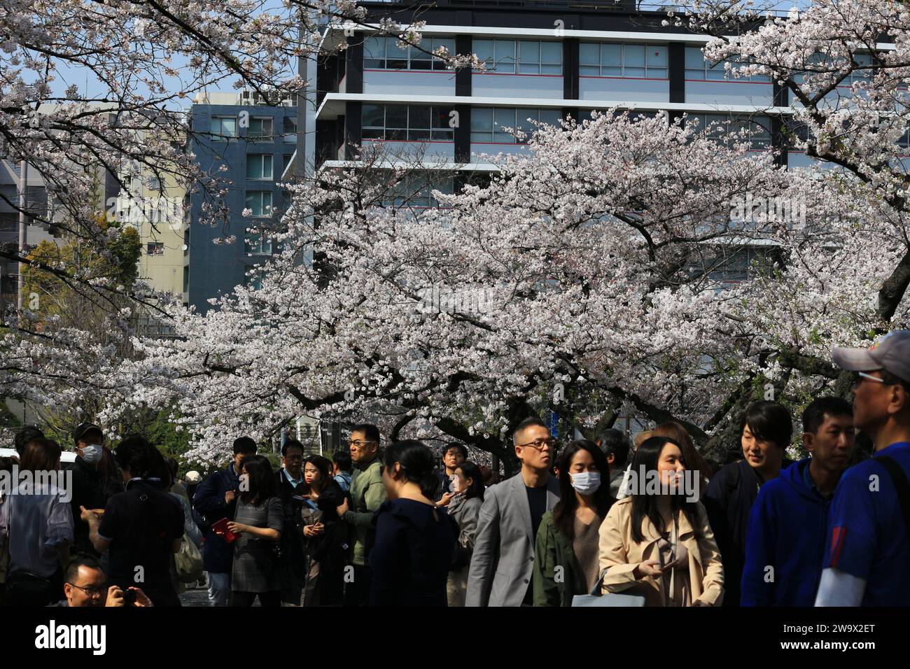 Vita quotidiana in Giappone le persone che si godono la fioritura dei ciliegi in un parco primaverile dove fioriscono i ciliegi Foto Stock