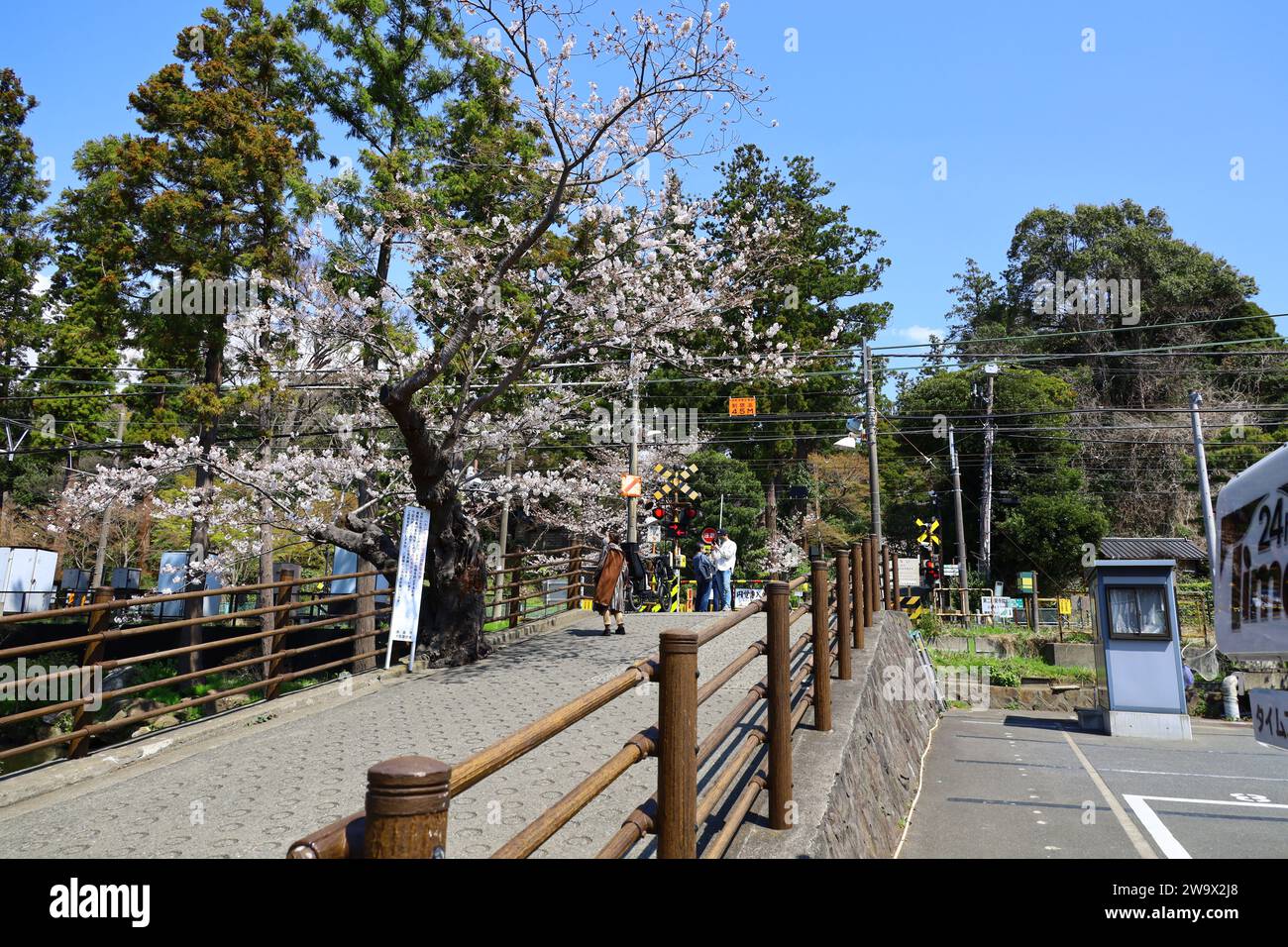 Vita quotidiana in Giappone: Vista di persone che aspettano un treno per passare in un attraversamento ferroviario a Kita-Kamakura in primavera, quando i ciliegi fioriscono Foto Stock