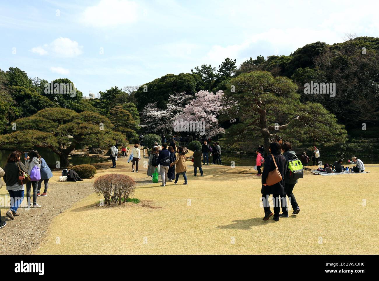 Vita quotidiana in Giappone le persone che si godono la fioritura dei ciliegi in un parco primaverile dove fioriscono i ciliegi Foto Stock