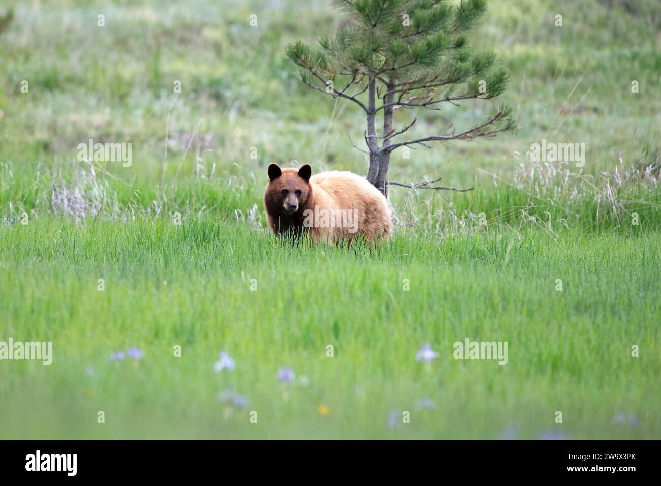 Cannella orso Nero che cammina in un prato con fiori selvatici Foto Stock