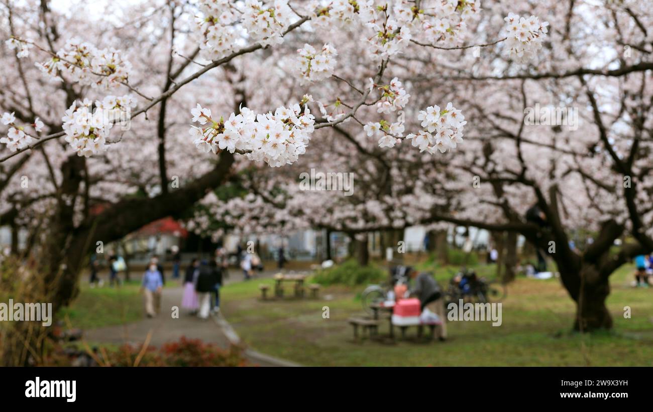Vita quotidiana in Giappone le persone che si godono la fioritura dei ciliegi in un parco primaverile dove fioriscono i ciliegi Foto Stock