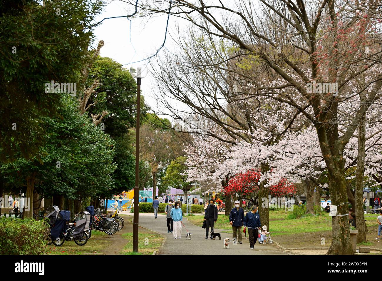Vita quotidiana in Giappone le persone che si godono la fioritura dei ciliegi in un parco primaverile dove fioriscono i ciliegi Foto Stock