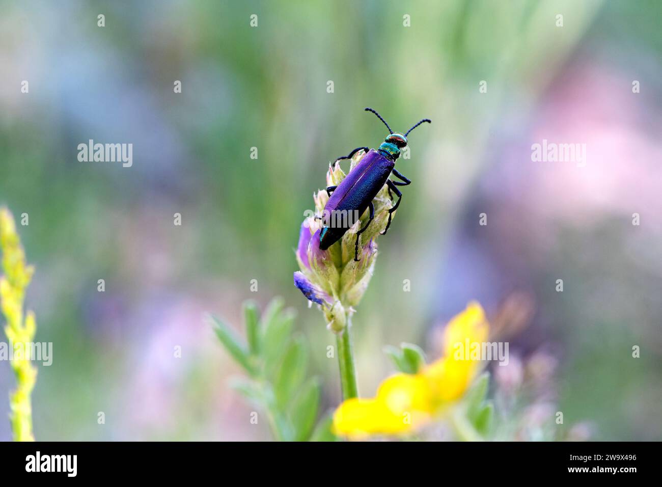 Blister Beetle seduto su un fiore viola vicino a fiori gialli Foto Stock
