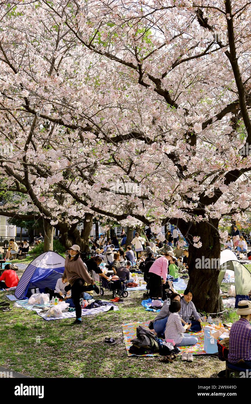 Il 1° aprile 2023, la città di Kawasaki, la prefettura di Kanagawa, il parco JapanMinamikawara nel distretto di Saiwai è affollato di persone che osservano la fioritura dei ciliegi in primavera. Foto Stock