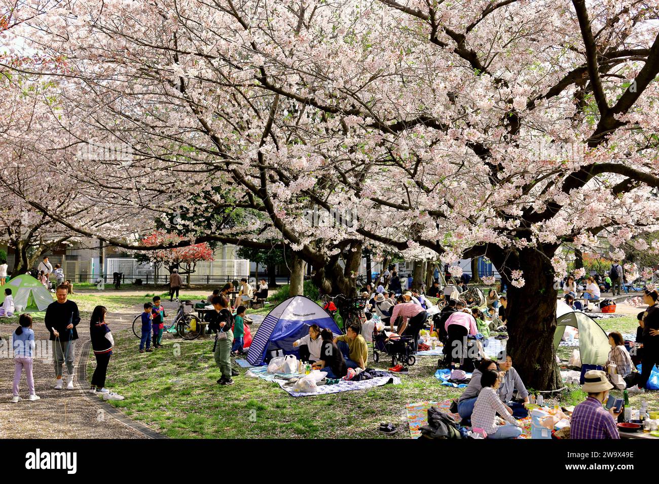 Il 1° aprile 2023, la città di Kawasaki, la prefettura di Kanagawa, il parco JapanMinamikawara nel distretto di Saiwai è affollato di persone che osservano la fioritura dei ciliegi in primavera. Foto Stock