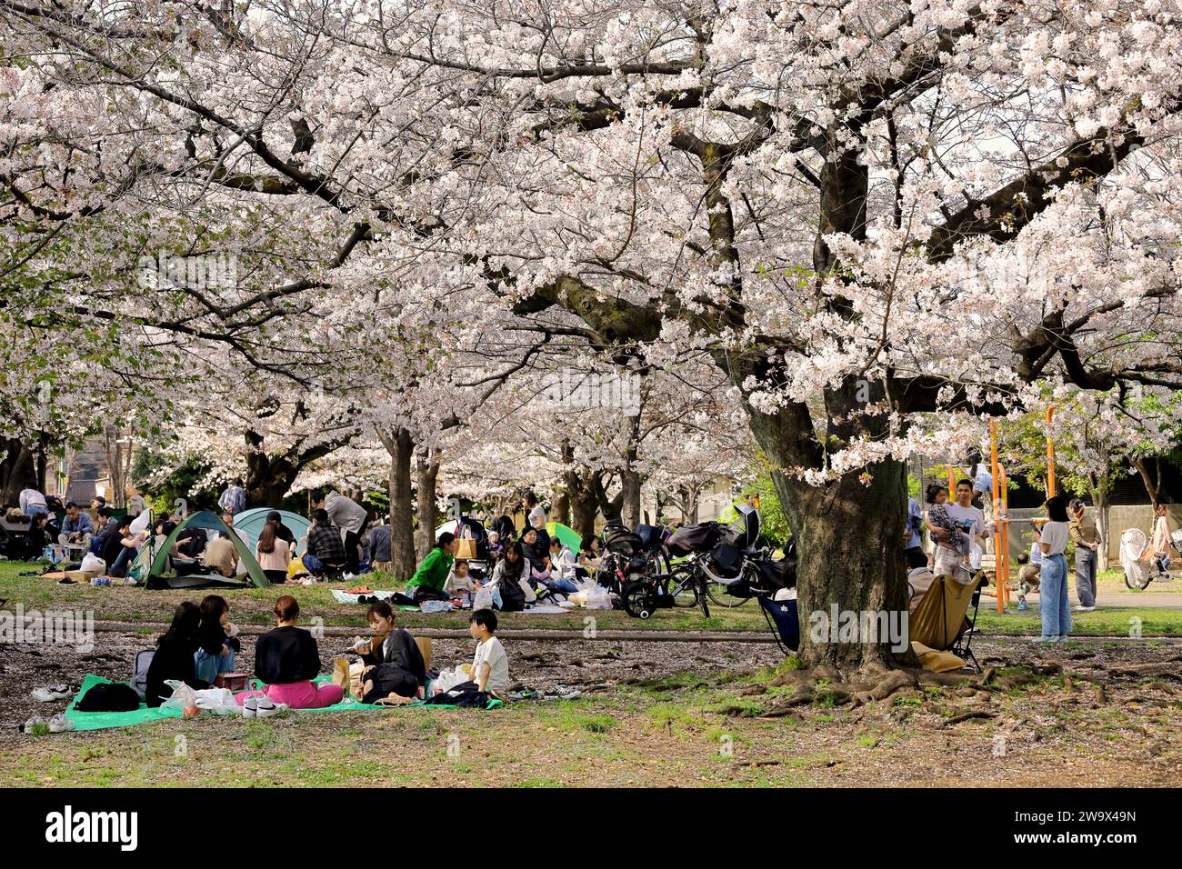 Il 1° aprile 2023, la città di Kawasaki, la prefettura di Kanagawa, il parco JapanMinamikawara nel distretto di Saiwai è affollato di persone che osservano la fioritura dei ciliegi in primavera. Foto Stock