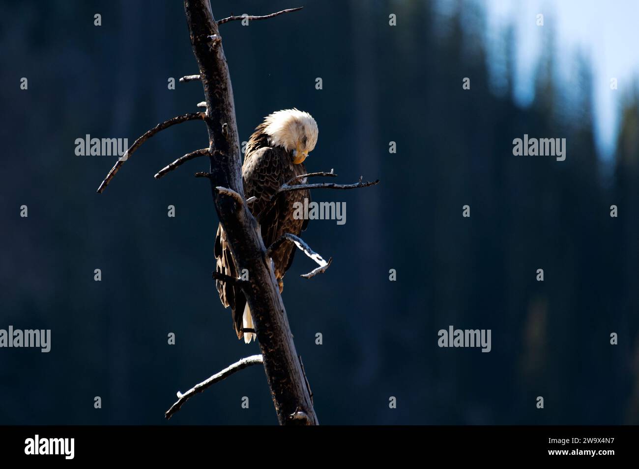 Aquila calva appollaiata su un ramo di albero bruciato Foto Stock
