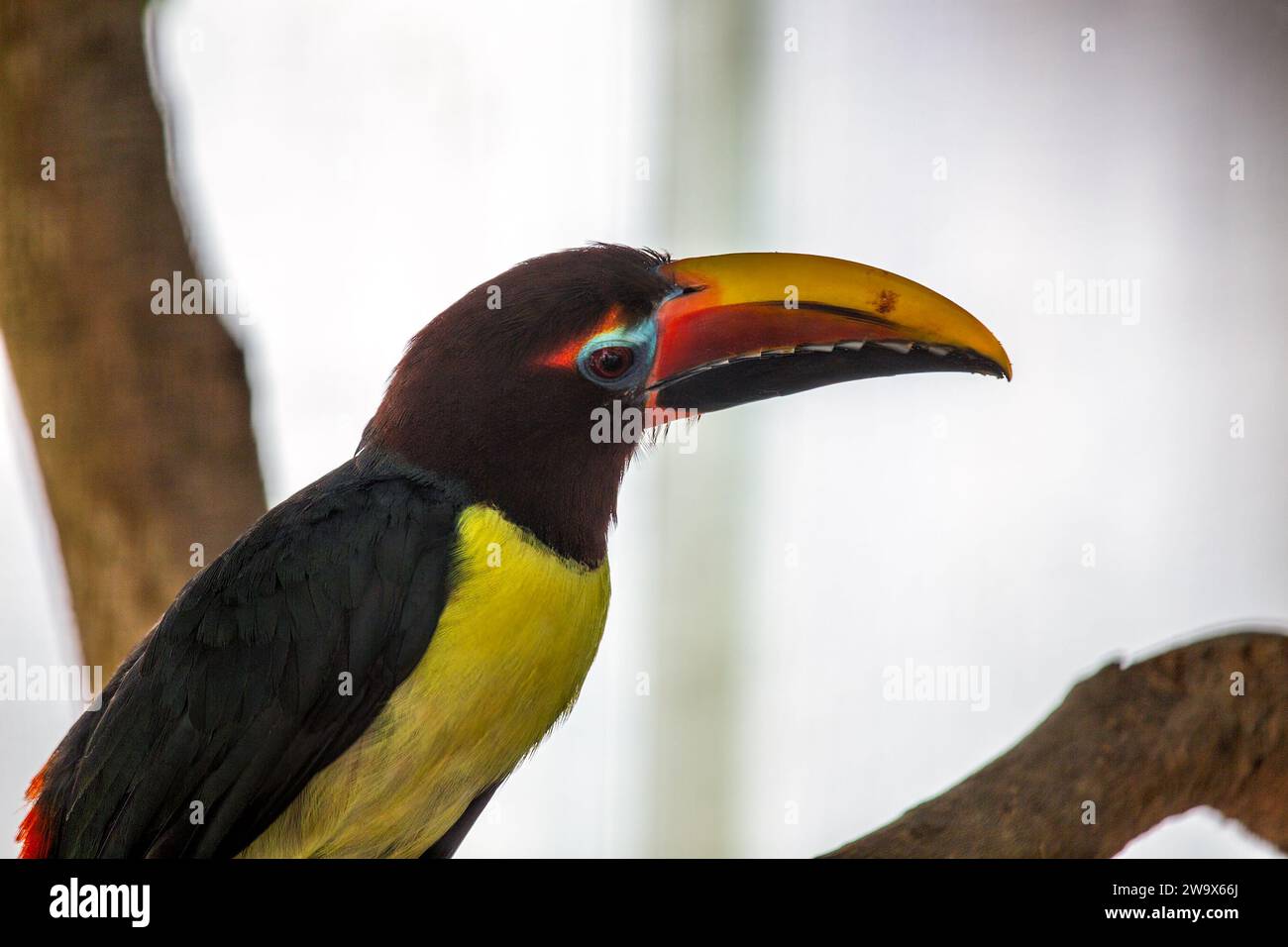 Lo Pteroglossus viridis, l'Aracari verde, porta la vibranza tropicale con il suo piumaggio vivido. Questo piccolo tucano, originario del Sud America, aggiunge un tocco di Foto Stock