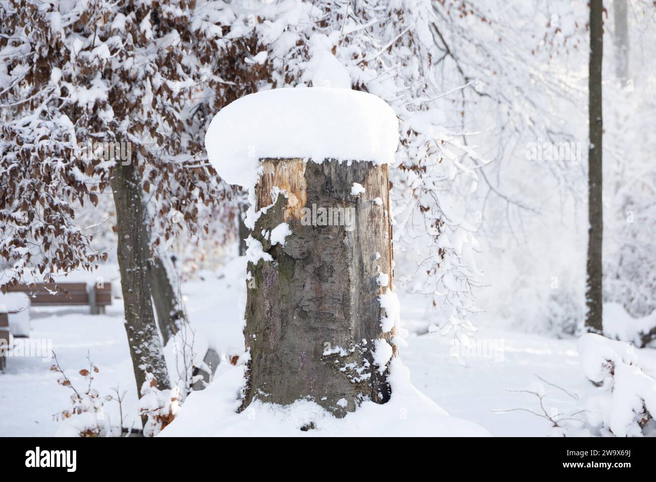 Soffia d'inverno: Neve su un ceppo di alberi, prima neve Foto Stock