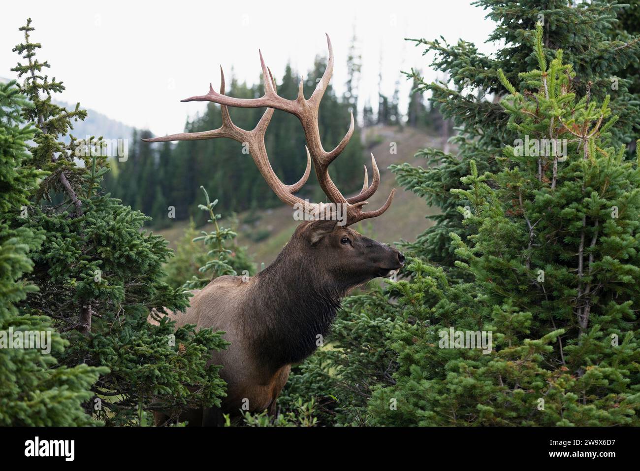 Bull Elk in piedi tra gli abeti durante il rut nel Rocky Mountain National Park in Colorado Foto Stock