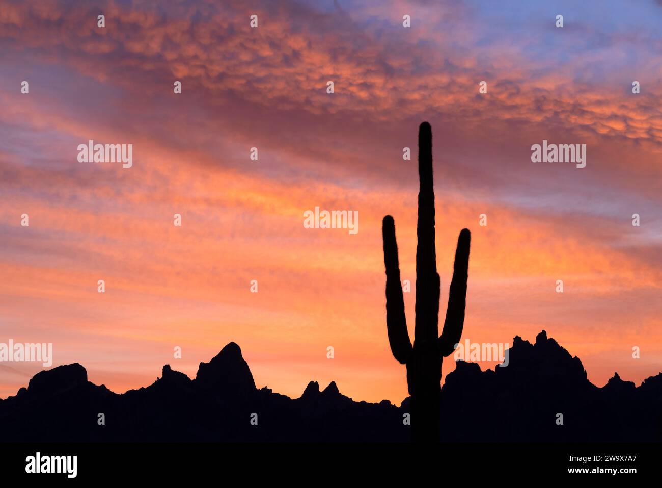 Alba sulle Kofa Mountains, Arizona Foto Stock