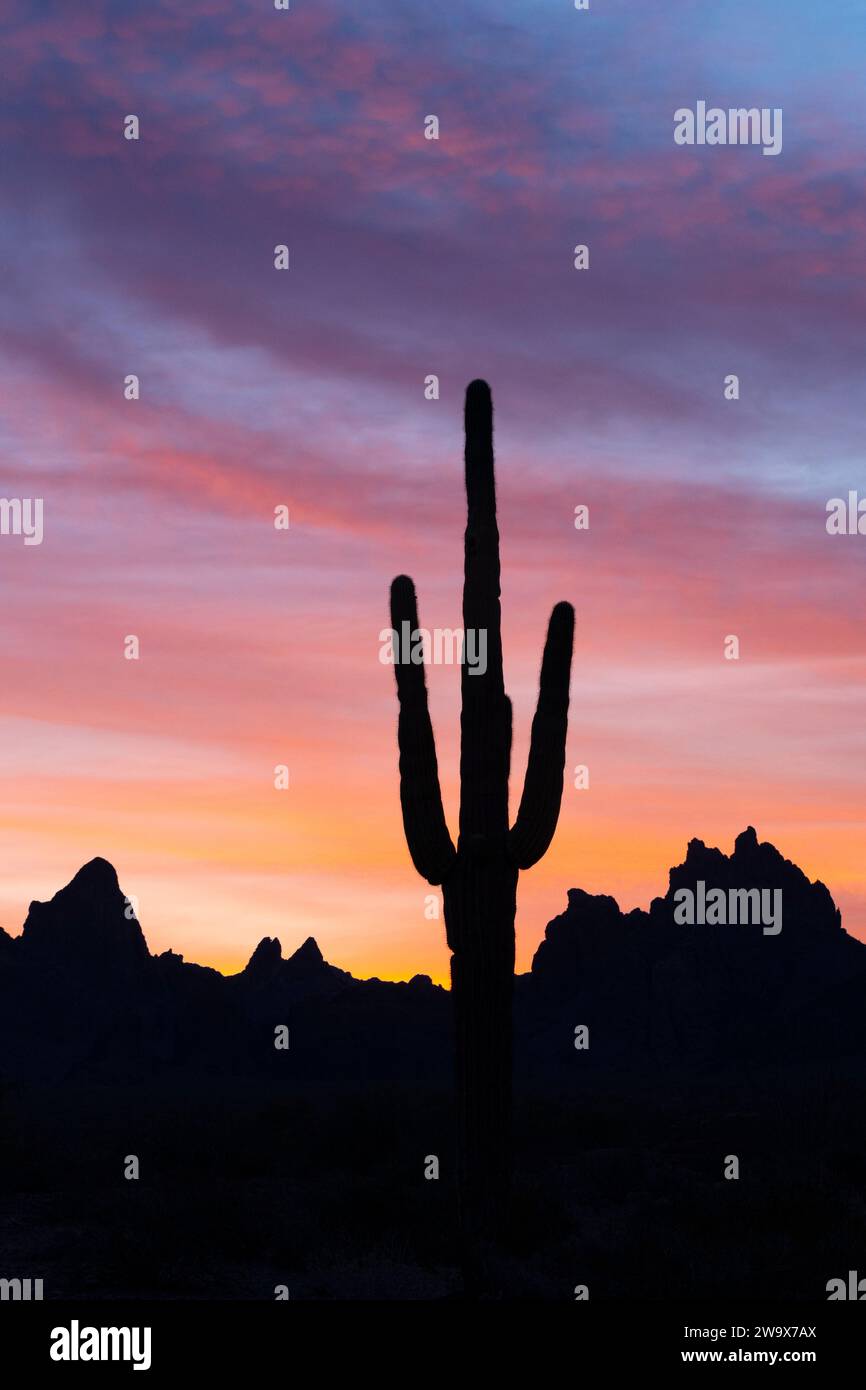 Alba sulle Kofa Mountains, Arizona Foto Stock