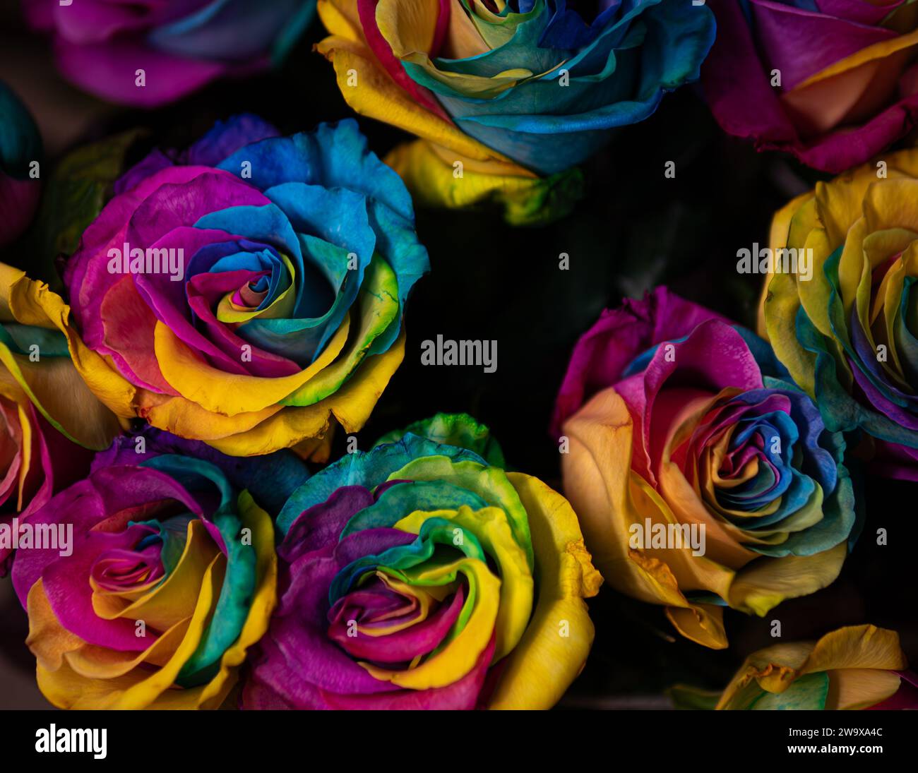 bouquet per l'anniversario di san valentino con rose lgbtq fresche e colorate al neon Foto Stock