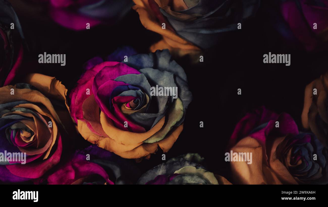 bouquet per l'anniversario di san valentino di colorfu arcobaleno unico al neon grigio viola e rose gialle da vicino Foto Stock