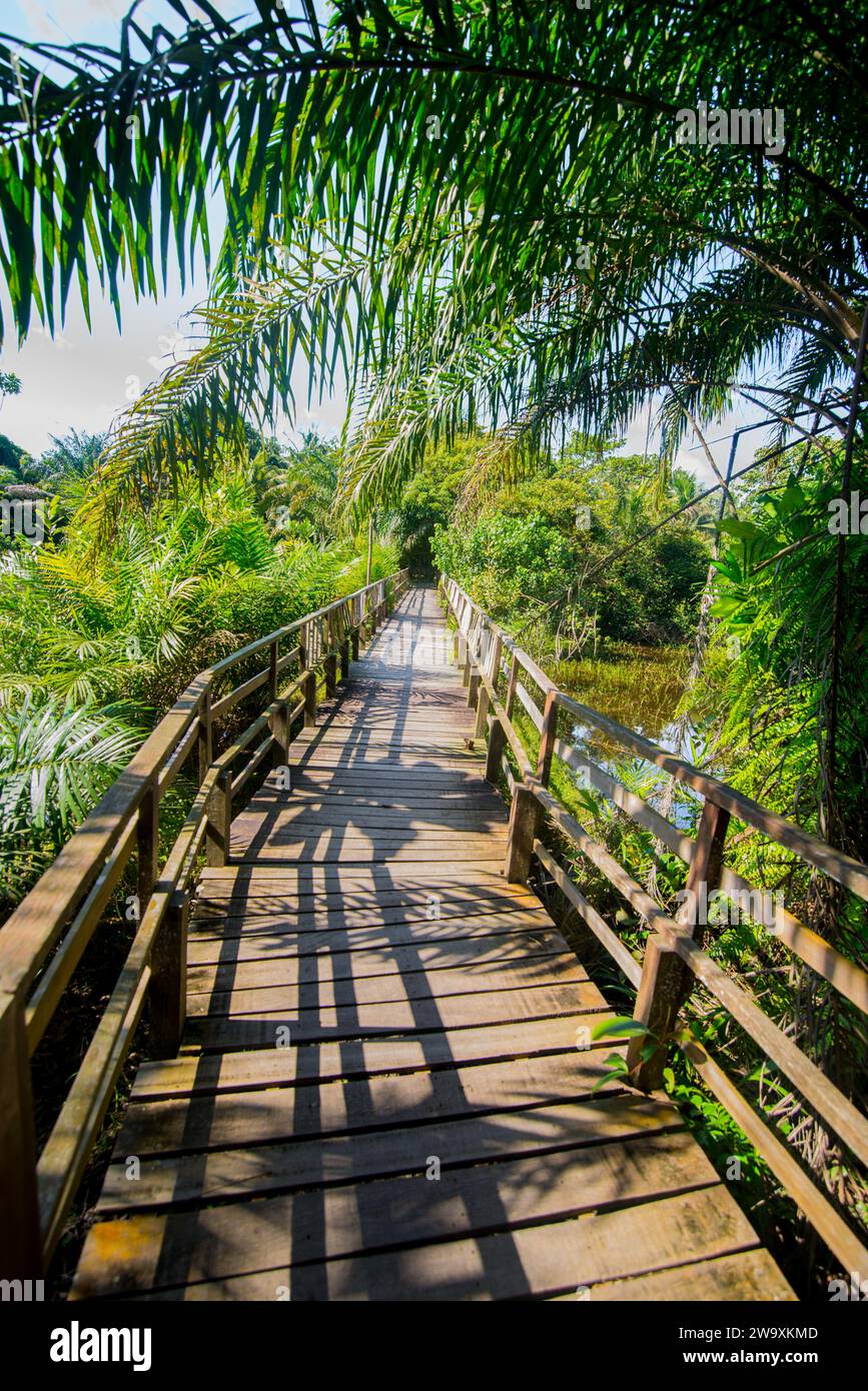 Un ponte di legno per escursioni all'ombra di palme Foto Stock