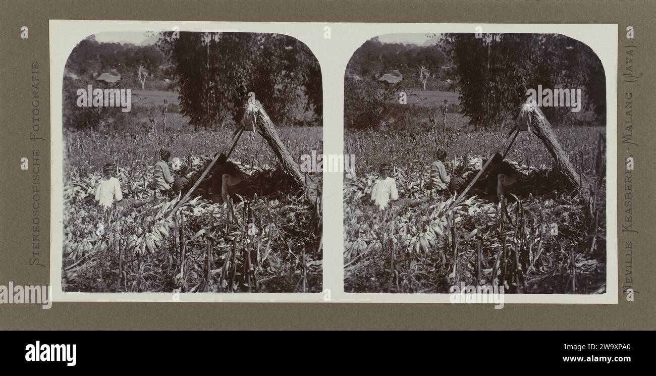 Harvesting and Pelling of Jagung in the Shadow, 1900 - 1935 Sterograph Malang (possibilmente) paper. supporto fotografico. stampa di albumi di cartone Foto Stock