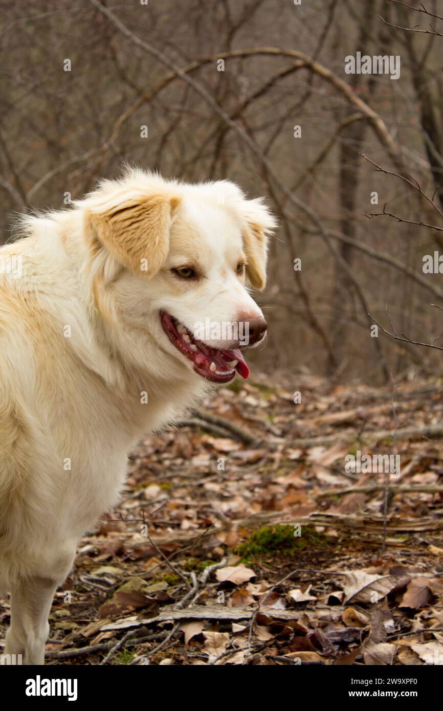 Un ritratto di un cane pastore australiano che panna e si gira a faccia all'indietro. Foto Stock