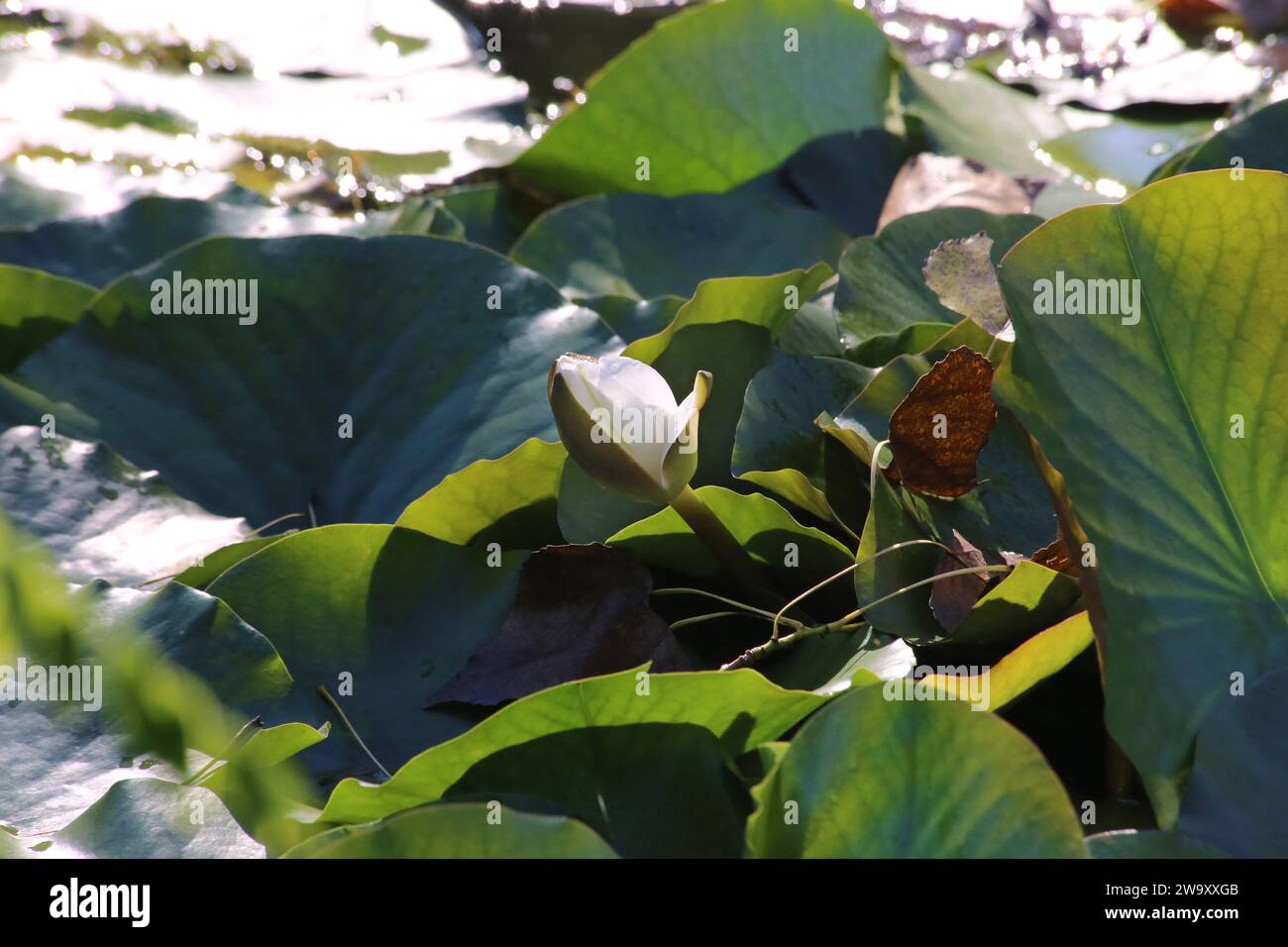 Nymphaea alba, White Water-Lily, Nymphaeaceae. Una pianta selvatica sparata in autunno. Foto Stock