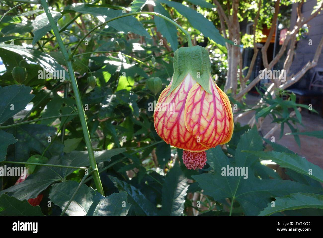 Fiore di lanterna cinese chiamato anche fiore di malva indiano Foto Stock