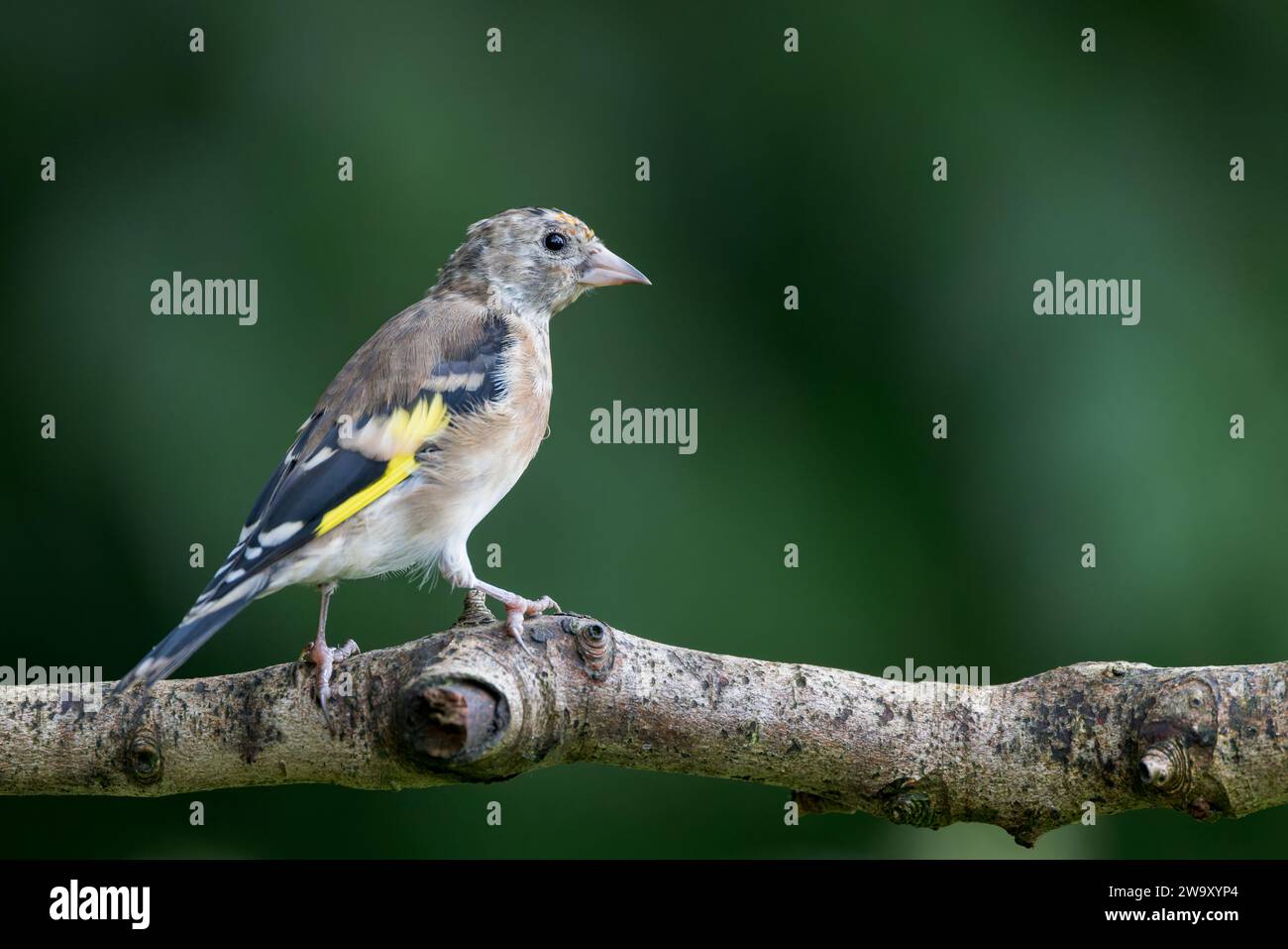 European Goldfinch [ Carduelis carduelis ] uccello giovanile sul ramo morto Foto Stock